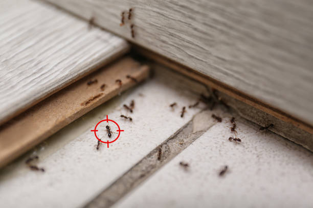 Bird Control in Mount Plymouth, FL