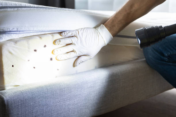 Professional Pest Control in Mount Plymouth, FL