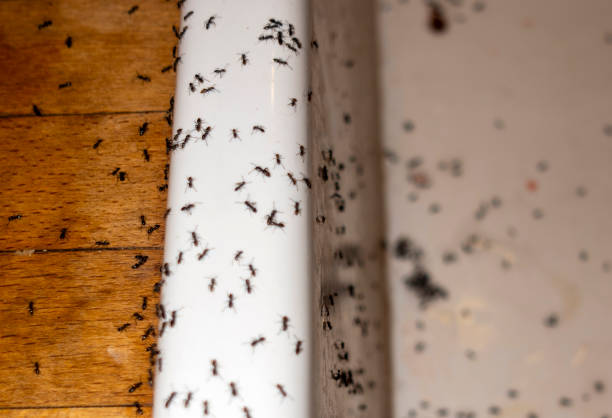 Best Pest Control Near Me in Mount Plymouth, FL