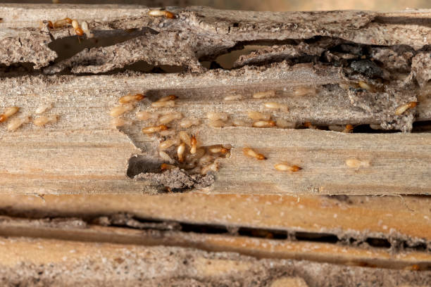 Best Rat Extermination Near Me  in Mount Plymouth, FL