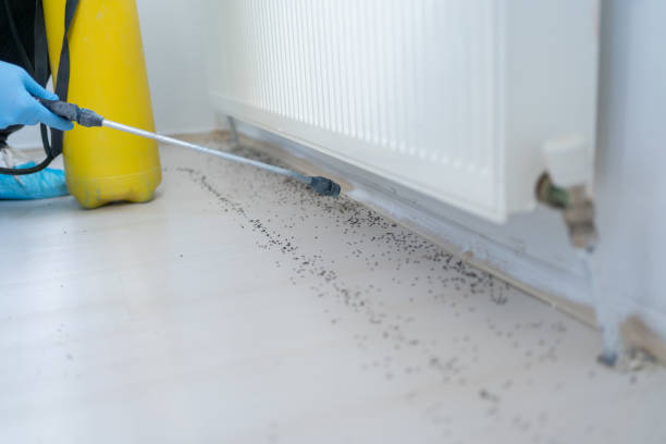 Best Pest Removal Services  in Mount Plymouth, FL